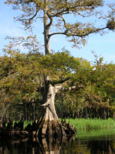 The Monument Tree