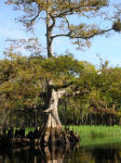 Memorial
                                                          Tree